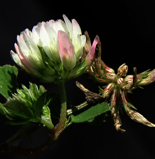 מאי. צילום: © אלי ליבנה