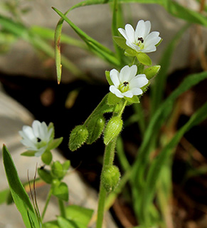 חרמון - נחל ערער, 5-2019. צילום: © איתן שפירא