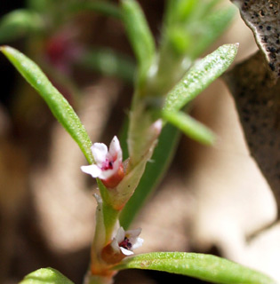 חרמון, מאי. צילום: © דרור מלמד