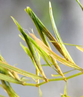 נחל דן, 8-2010. צילום: © ערגה אלוני