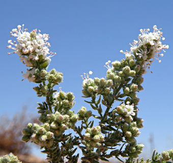 ערבה, מאי. צילום: © מורי חן