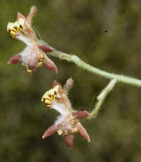 נגב, מאי. צילום: © יהודה מרטה