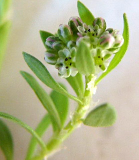 שלולית דורה, 6/08. צילום: © ערגה אלוני