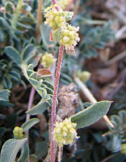 אוגוסט. צילום: © ערגה אלוני