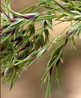 חרמון, מאי. צילום: © דרור מלמד