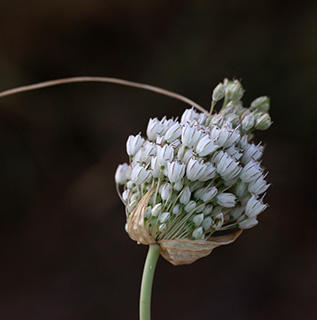 שולי יער בן-שמן, 5-2017. צילום: © שרה גולד