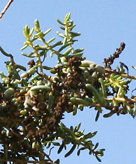  ים המלח, אוגוסט. צילום: © ערגה אלוני