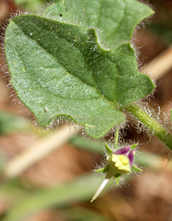 יוני. צילום: © דרור מלמד