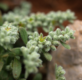 חרמון, מאי. צילום: © דרור מלמד