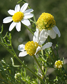 אודים, 3-2014. צילום: © ערגה אלוני