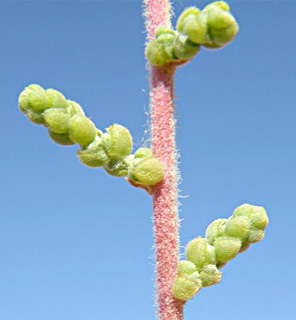 עברונה, מאי. צילום: © מורי חן