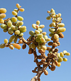 עברונה, מאי. צילום: © מורי חן