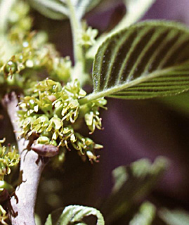 חרמון. צילום: © מייק לבנה