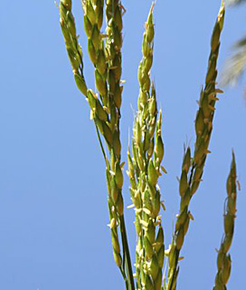 ערבה, יולי. צילום: © מורי חן