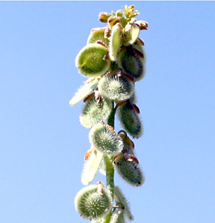 שומרון, מרץ. צילום: © ערגה אלוני 