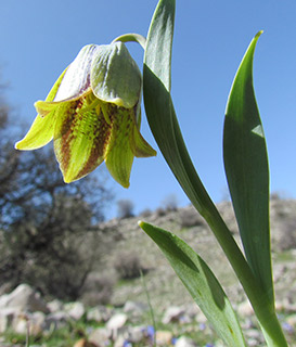 חרמון, 4-2016. צילום: © איתן שפירא