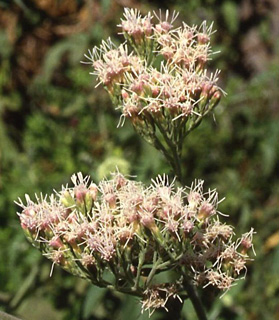 צילום: © מייק לבנה