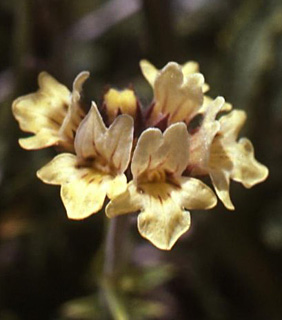 חרמון. צילום: © מייק לבנה