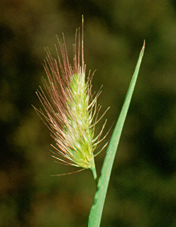 צילום: © יהודה מרטה