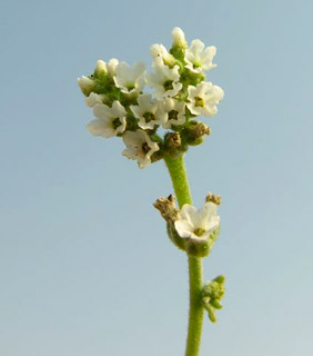 צילום: © מורי חן