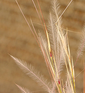 גן מדבר בסמר, 12-2018. צילום: © שרה גולד