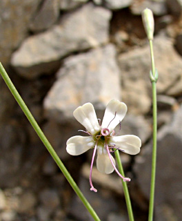 חרמון, יולי. צילום: © ערגה אלוני