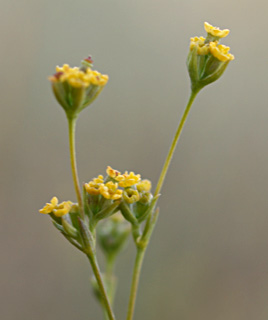 עתלית, אוגוסט. צילום: © דרור מלמד