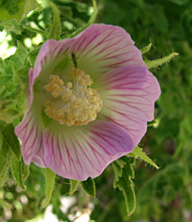 חרמון, יולי. צילום: © ערגה אלוני