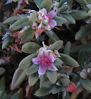 חרמון, אוגוסט. צילום: © ערגה אלוני