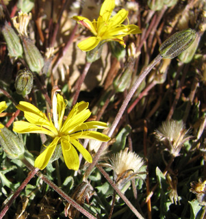 חרמון, אוגוסט. צילום: © ערגה אלוני