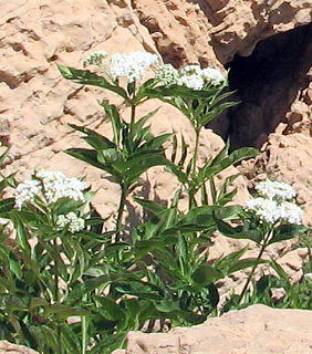 חרמון, 9-7-09. צילום: © ערגה אלוני