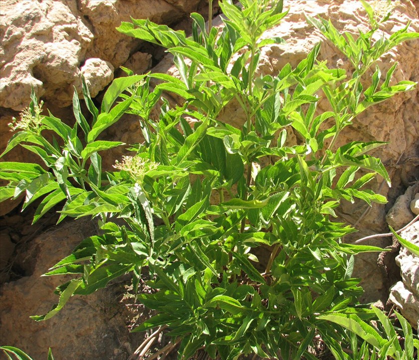הצמח בנוף החרמון. צילום: ערגה אלוני