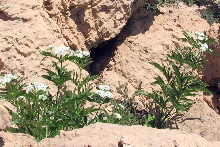 בפריחה בנוף החרמון ביוני. צילום: ערגה אלוני