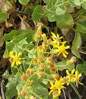 חרמון, אוגוסט. צילום: © ערגה אלוני