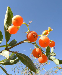 ערבה. צילום: © מורי חן