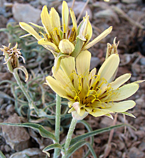 חרמון, אוגוסט. צילום: © ערגה אלוני