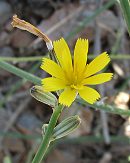 כונדרילה סמרנית בחרמון. צילום: © ערגה אלוני