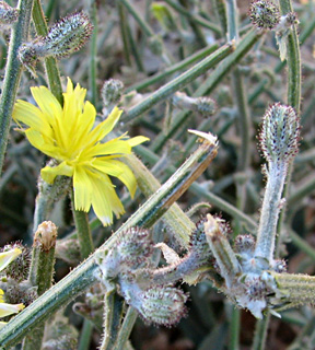 חרמון, אוגוסט. צילום: © ערגה אלוני