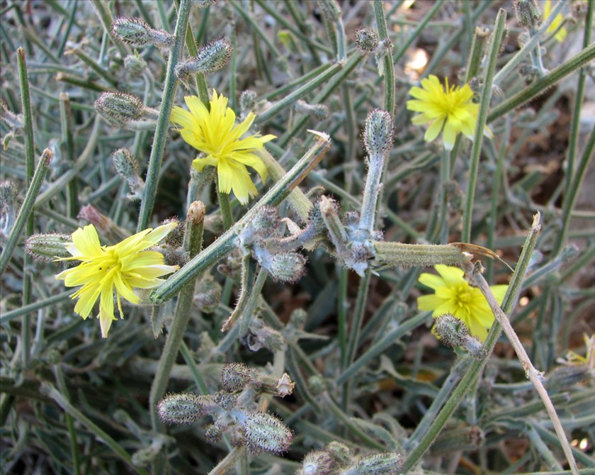 כפתורים ופרחים. צילום: ערגה אלוני