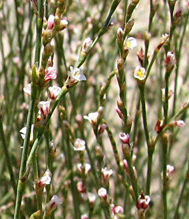 חרמון, אוגוסט. צילום: © ערגה אלוני