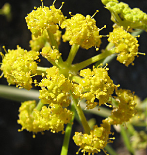 חרמון, אוגוסט, צילום: © ערגה אלוני