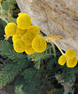 חרמון, אוגוסט. צילום: © ערגה אלוני