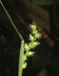 כפר מסריק, אוגוסט. צילום: © יהודה מרטה