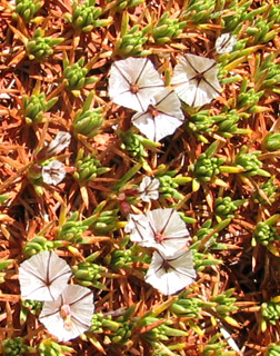 חרמון, אוגוסט. צילום: © ערגה אלוני