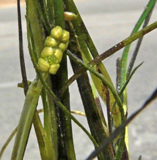 בריכות המלח בעתלית, אוגוסט. צילום: © שמעון כהן-סיוון