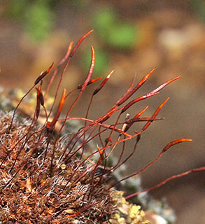 כרם בן-זימרה, 4-2020. צילום: © דרור מלמד