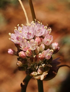 חרמון, יוני. צילום: אלי ליבנה