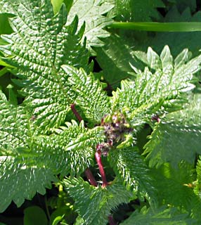 צילום: © שרה גולד