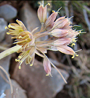 חרמון, אוגוסט. צילום: © ערגה אלוני 