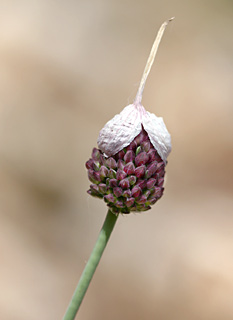 חרמון, 1-6-09. צילום: © שרה גולד